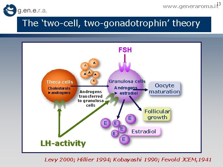 13 www. generaroma. it The ‘two-cell, two-gonadotrophin’ theory FSH A A A Theca cells