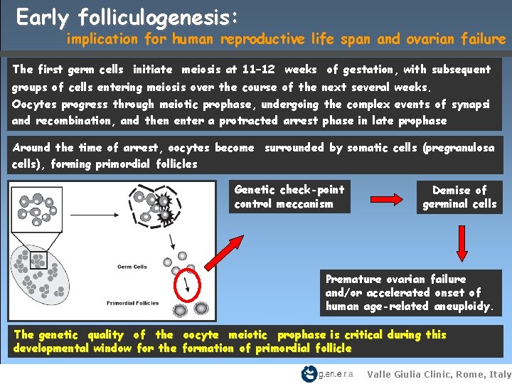 Early folliculogenesis: implication for human reproductive life span and ovarian failure The first germ