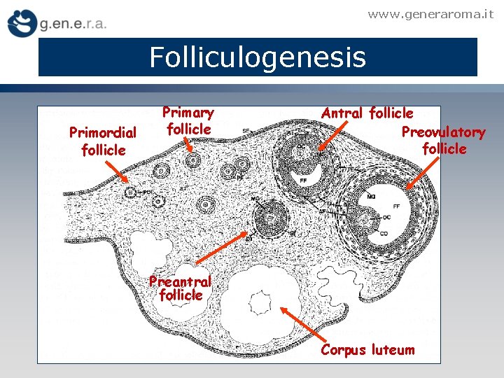 www. generaroma. it Folliculogenesis Primordial follicle Primary follicle Antral follicle Preovulatory follicle Preantral follicle