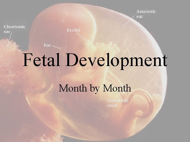 Fetal Development Month by Month 