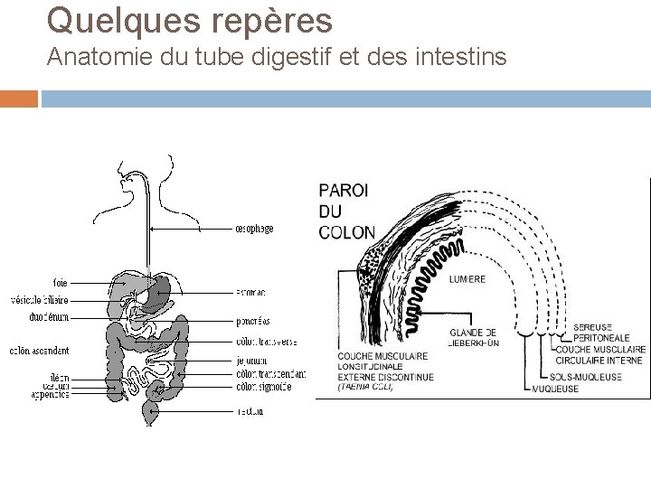 Quelques repères Anatomie du tube digestif et des intestins 