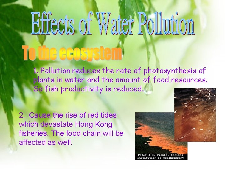 1. Pollution reduces the rate of photosynthesis of plants in water and the amount 1. Pollution reduces the rate of photosynthesis of plants in water and the amount