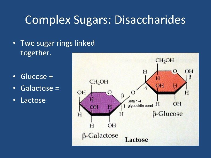Complex Sugars: Disaccharides • Two sugar rings linked together. • Glucose + • Galactose