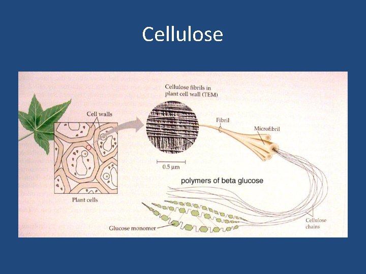 Cellulose 