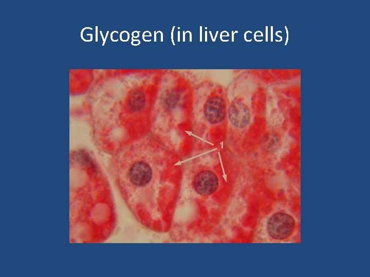 Glycogen (in liver cells) 
