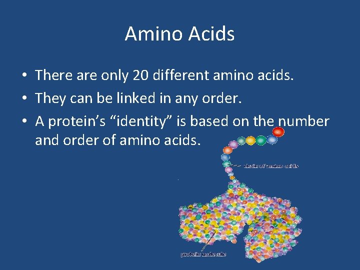 Amino Acids • There are only 20 different amino acids. • They can be