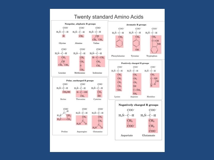 Amino Acids 