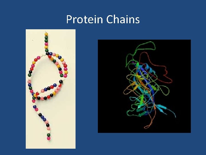 Protein Chains 