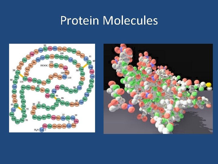 Protein Molecules 