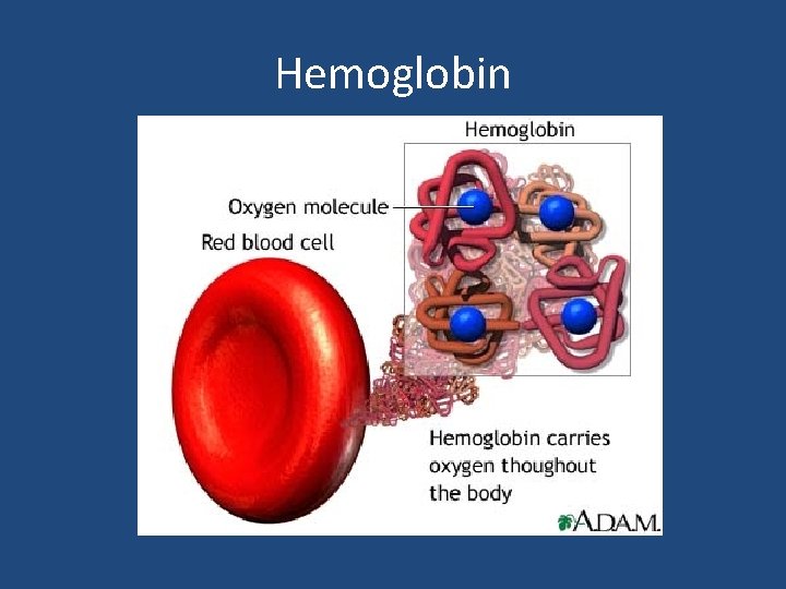 Hemoglobin 