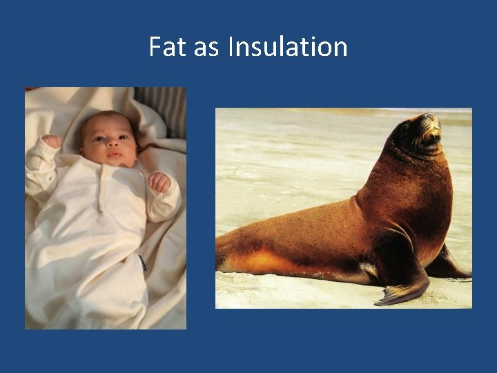 Fat as Insulation 