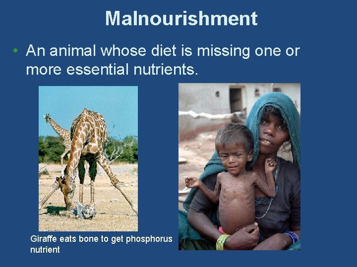 Malnourishment • An animal whose diet is missing one or more essential nutrients. Giraffe