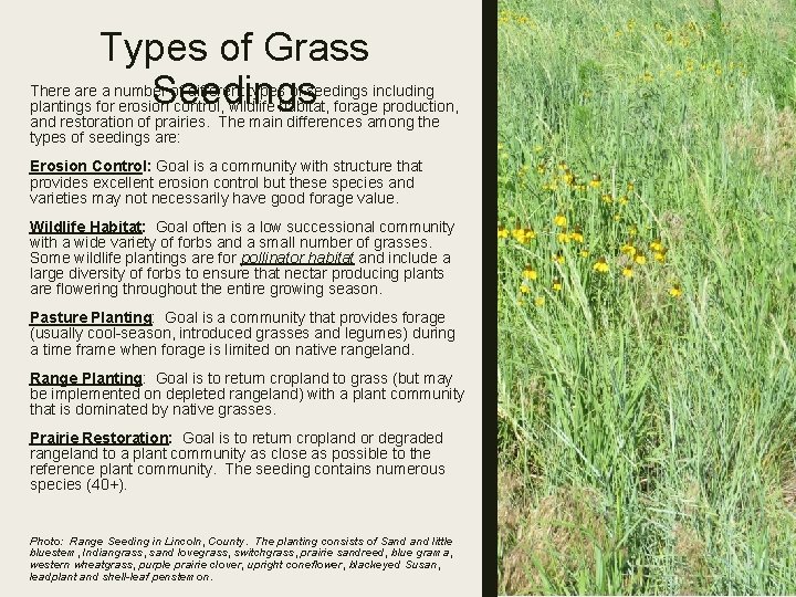 Types of Grass Seedings There a number of different types of seedings including plantings