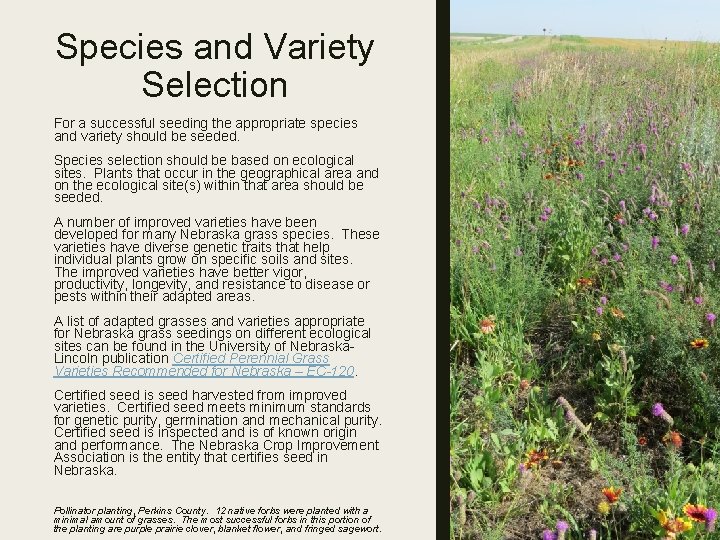 Species and Variety Selection For a successful seeding the appropriate species and variety should