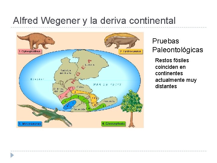 Alfred Wegener y la deriva continental Pruebas Paleontológicas Restos fósiles coinciden en continentes actualmente