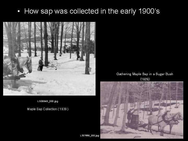  • How sap was collected in the early 1900’s Gathering Maple Sap in