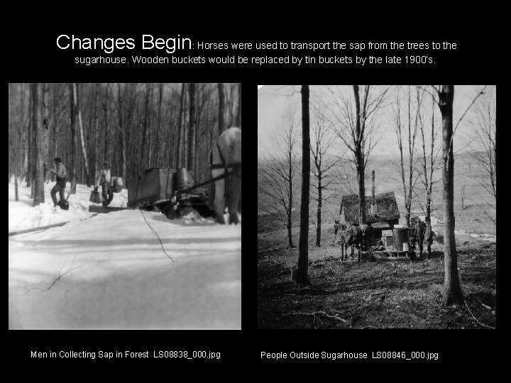 Changes Begin: Horses were used to transport the sap from the trees to the