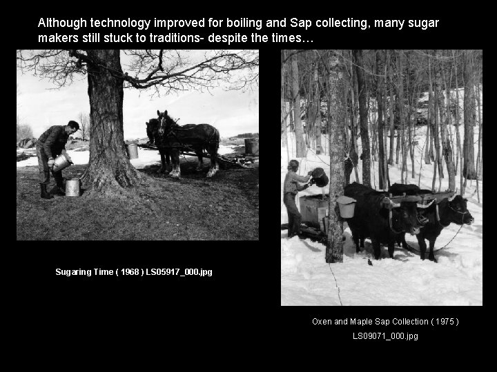 Although technology improved for boiling and Sap collecting, many sugar makers still stuck to