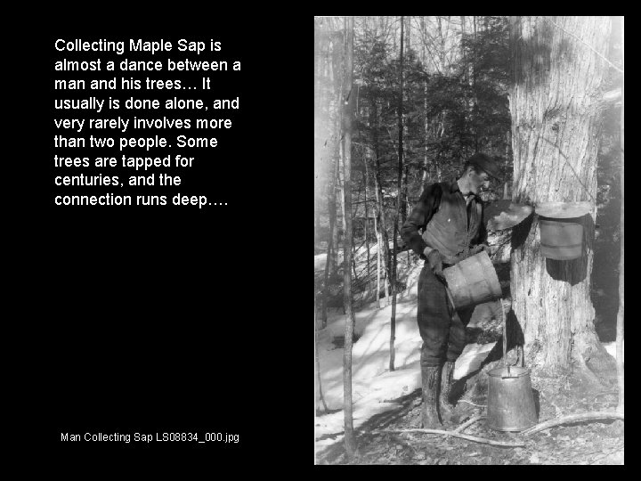 Collecting Maple Sap is almost a dance between a man and his trees… It