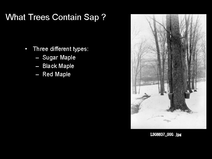 What Trees Contain Sap ? • Three different types: : – Sugar Maple –