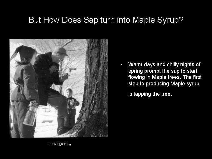 But How Does Sap turn into Maple Syrup? • Warm days and chilly nights