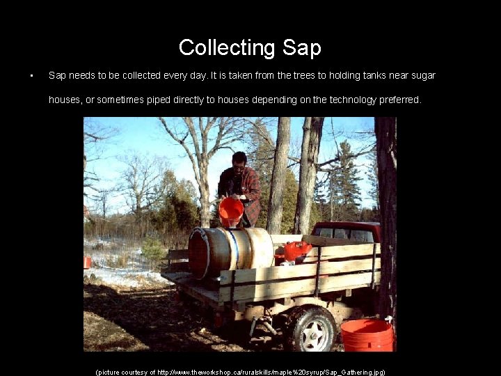 Collecting Sap • Sap needs to be collected every day. It is taken from