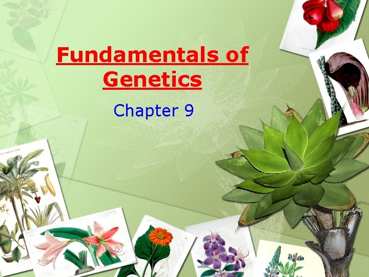 Fundamentals of Genetics Chapter 9 