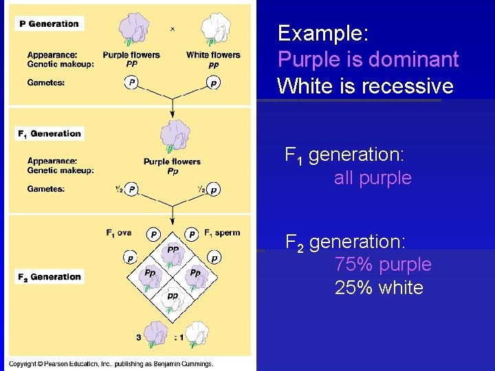 Example: Purple is dominant White is recessive F 1 generation: all purple F 2