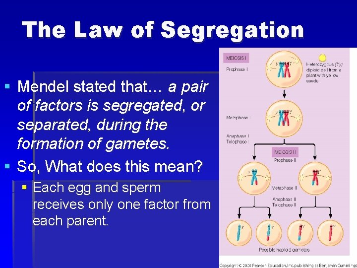 The Law of Segregation § Mendel stated that… a pair of factors is segregated,