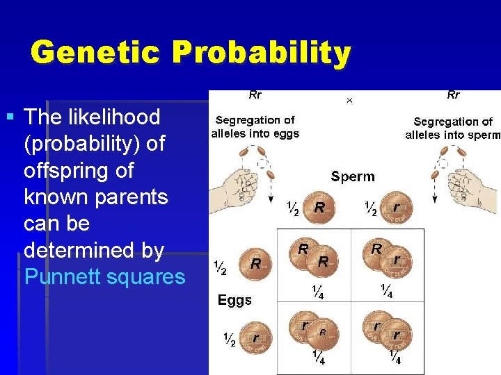 Genetic Probability § The likelihood (probability) of offspring of known parents can be determined