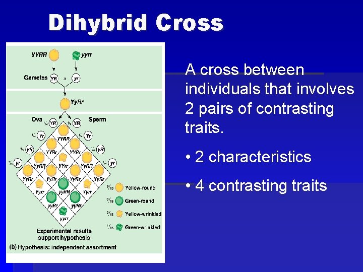 Dihybrid Cross A cross between individuals that involves 2 pairs of contrasting traits. •