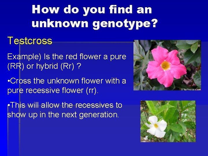 How do you find an unknown genotype? Testcross Example) Is the red flower a