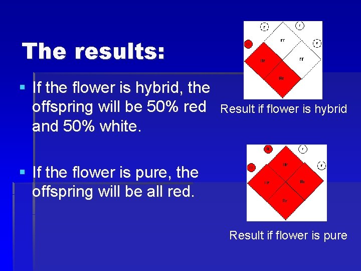 The results: § If the flower is hybrid, the offspring will be 50% red
