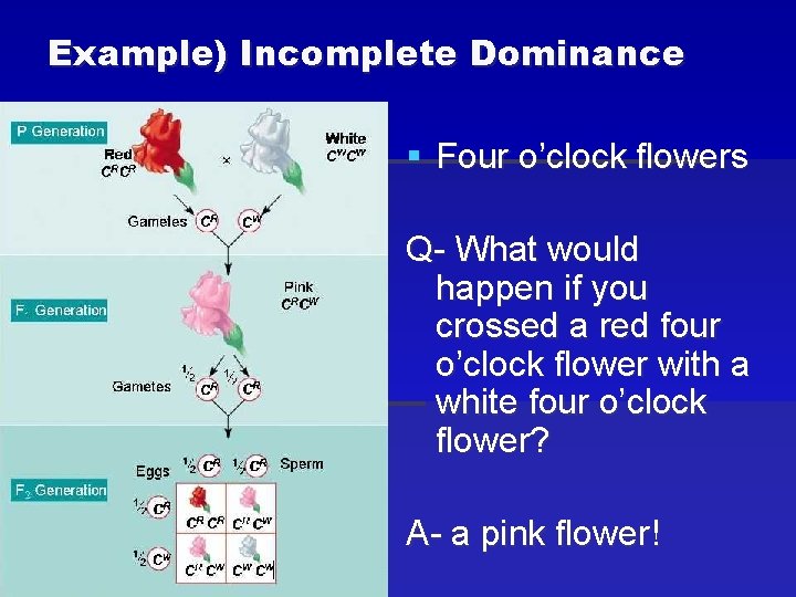 Example) Incomplete Dominance § Four o’clock flowers Q- What would happen if you crossed