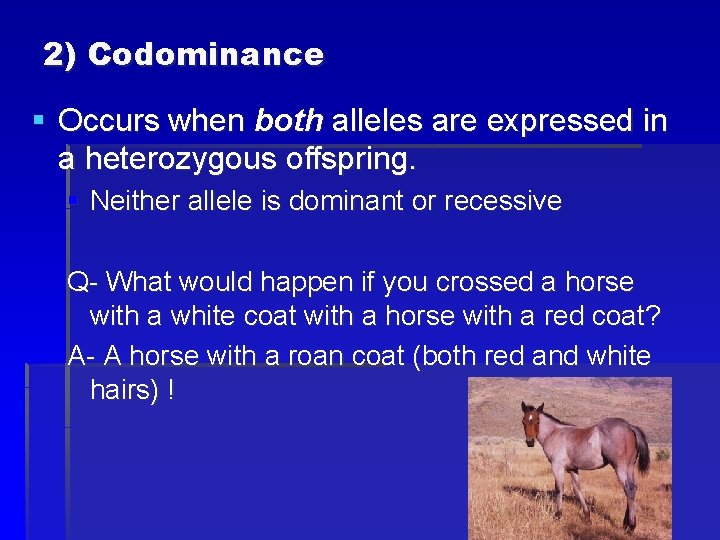 2) Codominance § Occurs when both alleles are expressed in a heterozygous offspring. §