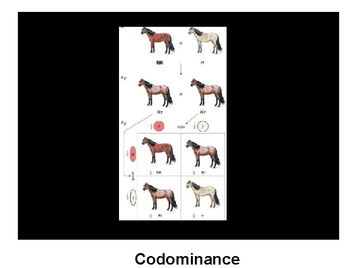 Codominance 