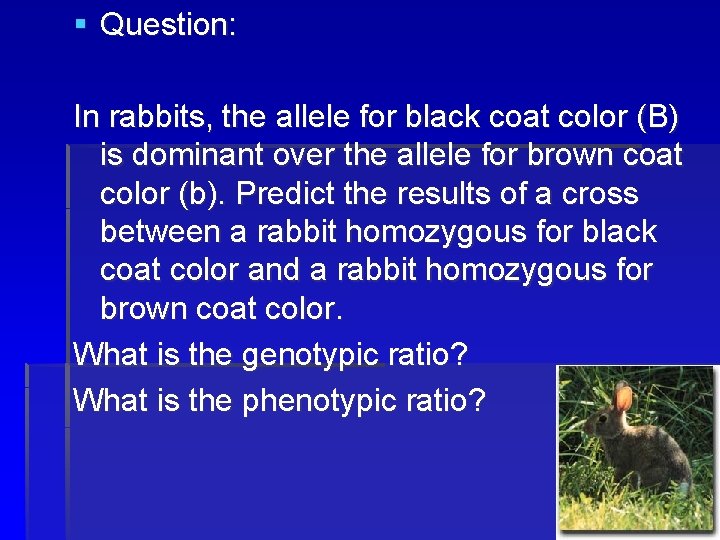 § Question: In rabbits, the allele for black coat color (B) is dominant over