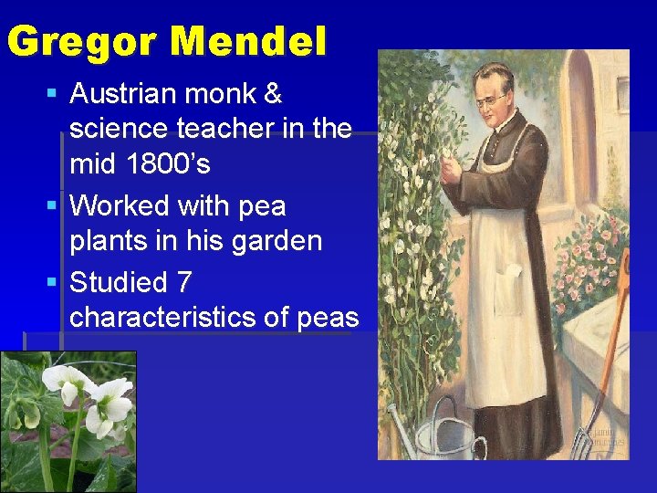 Gregor Mendel § Austrian monk & science teacher in the mid 1800’s § Worked