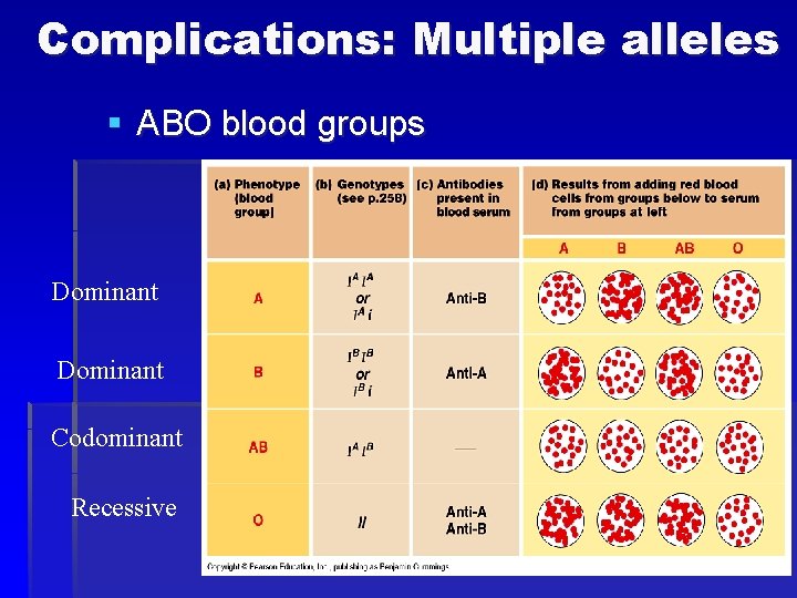 Complications: Multiple alleles § ABO blood groups Dominant Codominant Recessive 