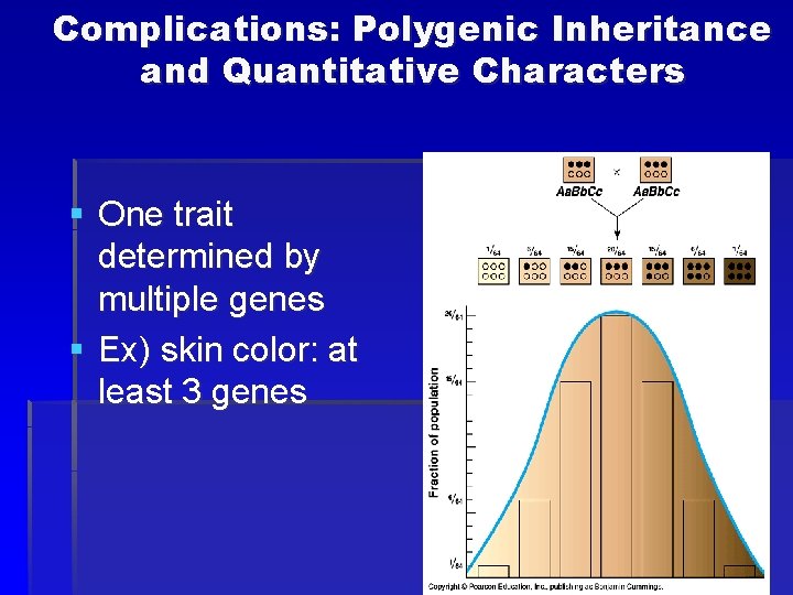 Complications: Polygenic Inheritance and Quantitative Characters § One trait determined by multiple genes §