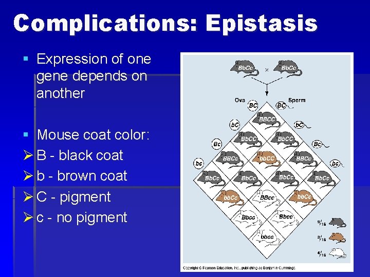 Complications: Epistasis § Expression of one gene depends on another § Mouse coat color: