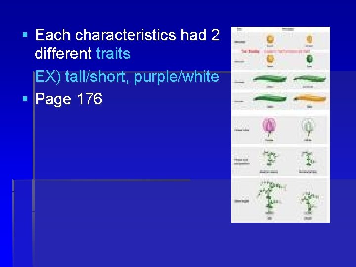 § Each characteristics had 2 different traits EX) tall/short, purple/white § Page 176 