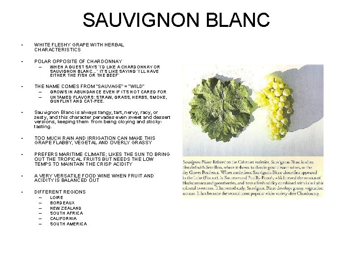 SAUVIGNON BLANC • WHITE FLESHY GRAPE WITH HERBAL CHARACTERISTICS • POLAR OPPOSITE OF CHARDONNAY