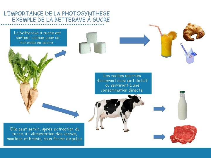 L’IMPORTANCE DE LA PHOTOSYNTHESE EXEMPLE DE LA BETTERAVE À SUCRE La betterave à sucre