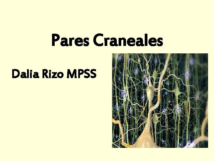 Pares Craneales Dalia Rizo MPSS 