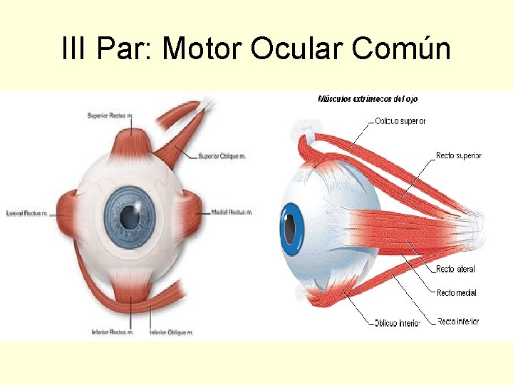 III Par: Motor Ocular Común 