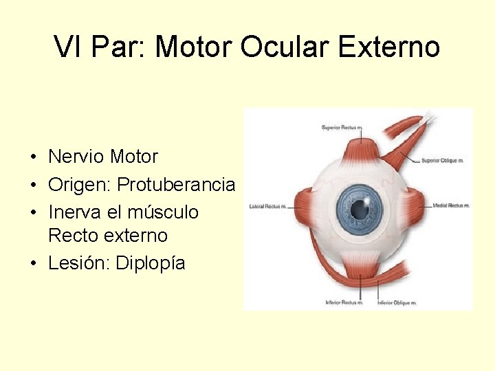 VI Par: Motor Ocular Externo • Nervio Motor • Origen: Protuberancia • Inerva el