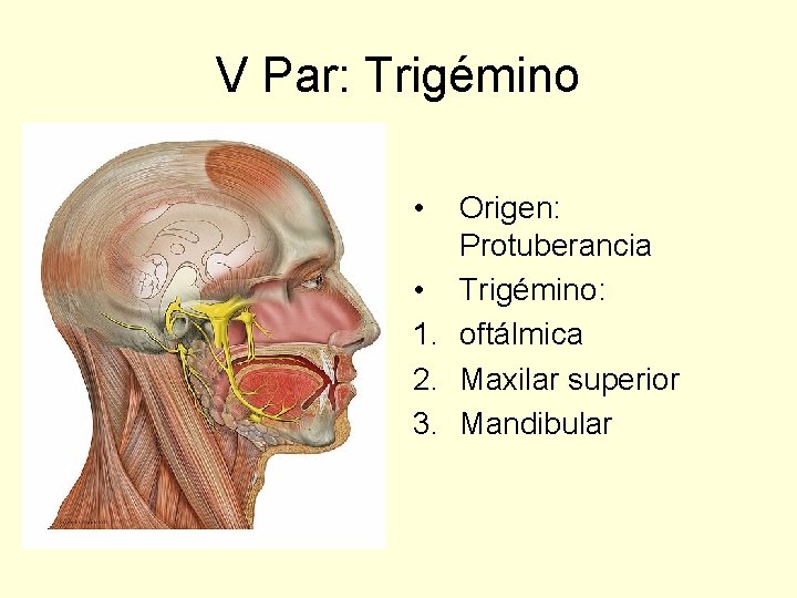 V Par: Trigémino • Origen: Protuberancia • Trigémino: 1. oftálmica 2. Maxilar superior 3.