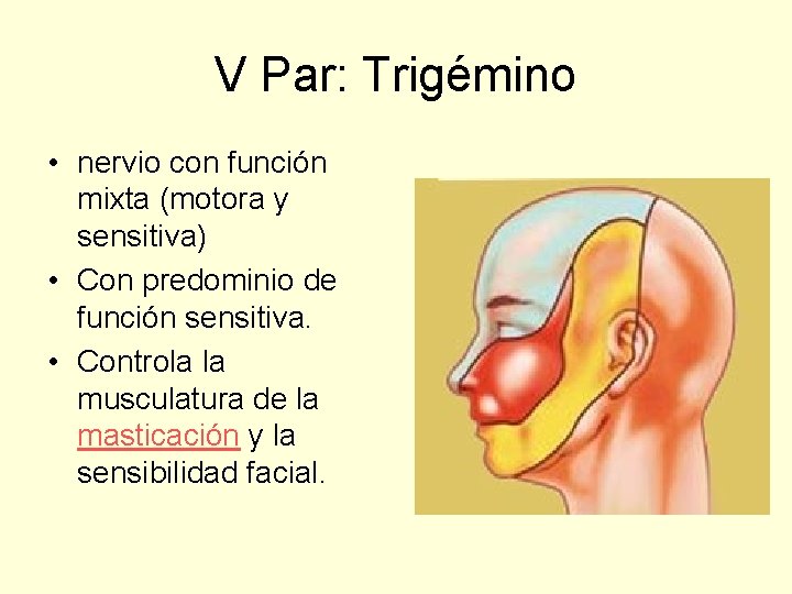 V Par: Trigémino • nervio con función mixta (motora y sensitiva) • Con predominio