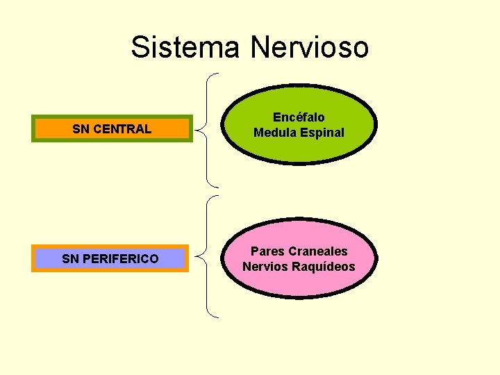 Sistema Nervioso SN CENTRAL Encéfalo Medula Espinal SN PERIFERICO Pares Craneales Nervios Raquídeos 